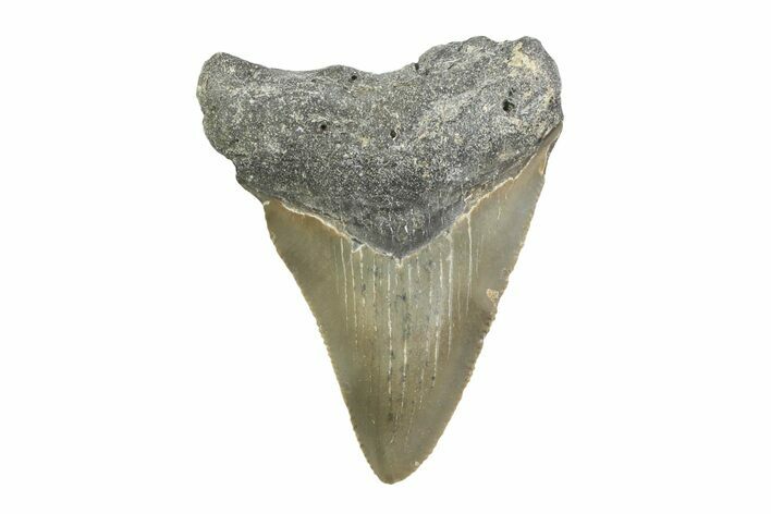 Serrated, Juvenile Megalodon Tooth - North Carolina #355748